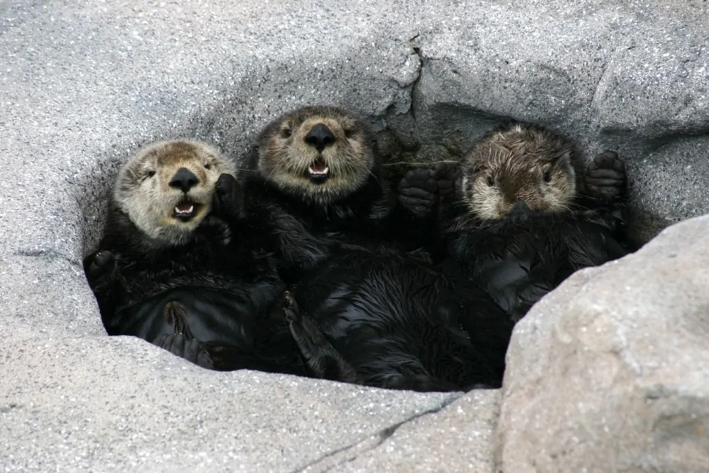 Monterey Bay Aquarium Sea Otters