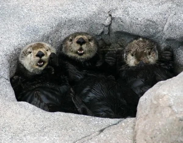 5 Reasons to Visit the Monterey Bay Aquarium #FindingDoryEvent