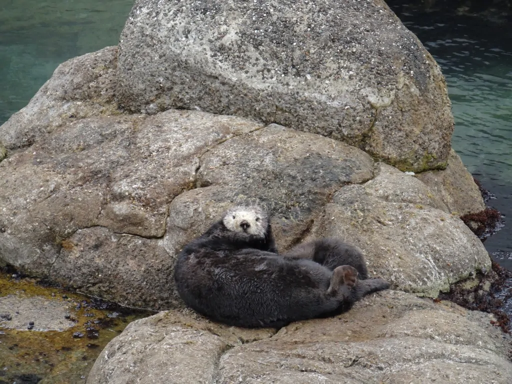 Monterey Bay Aquarium Baby Otter