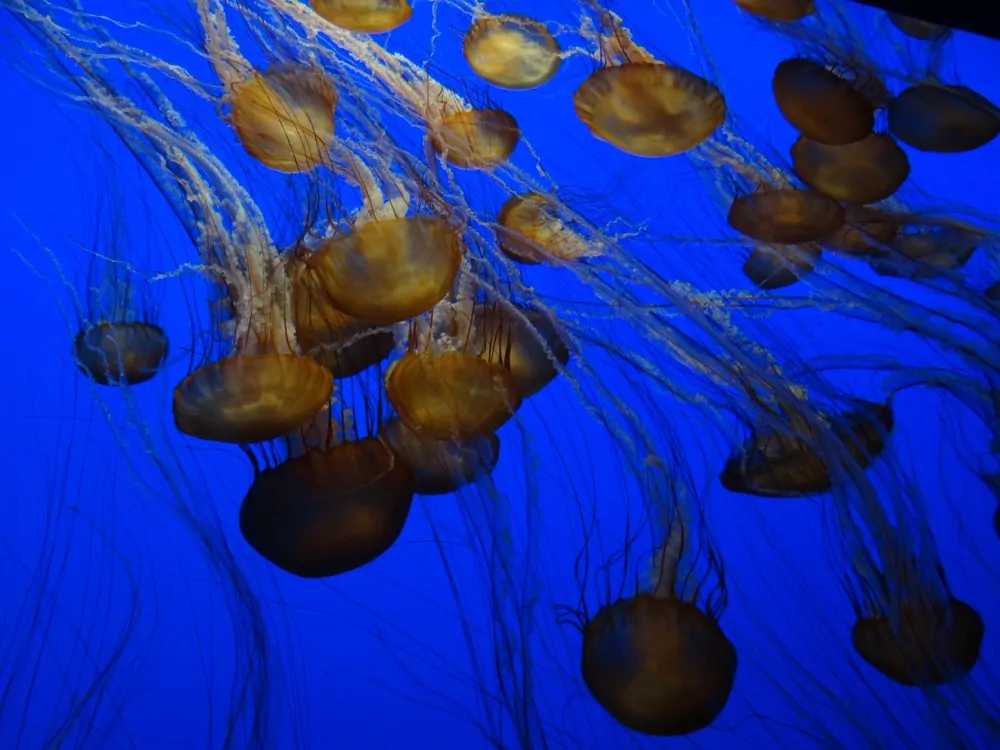 Monterey Bay Aquarium Jellyfish