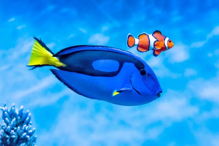 Nemo and Dory at the Monterey Bay Aquarium