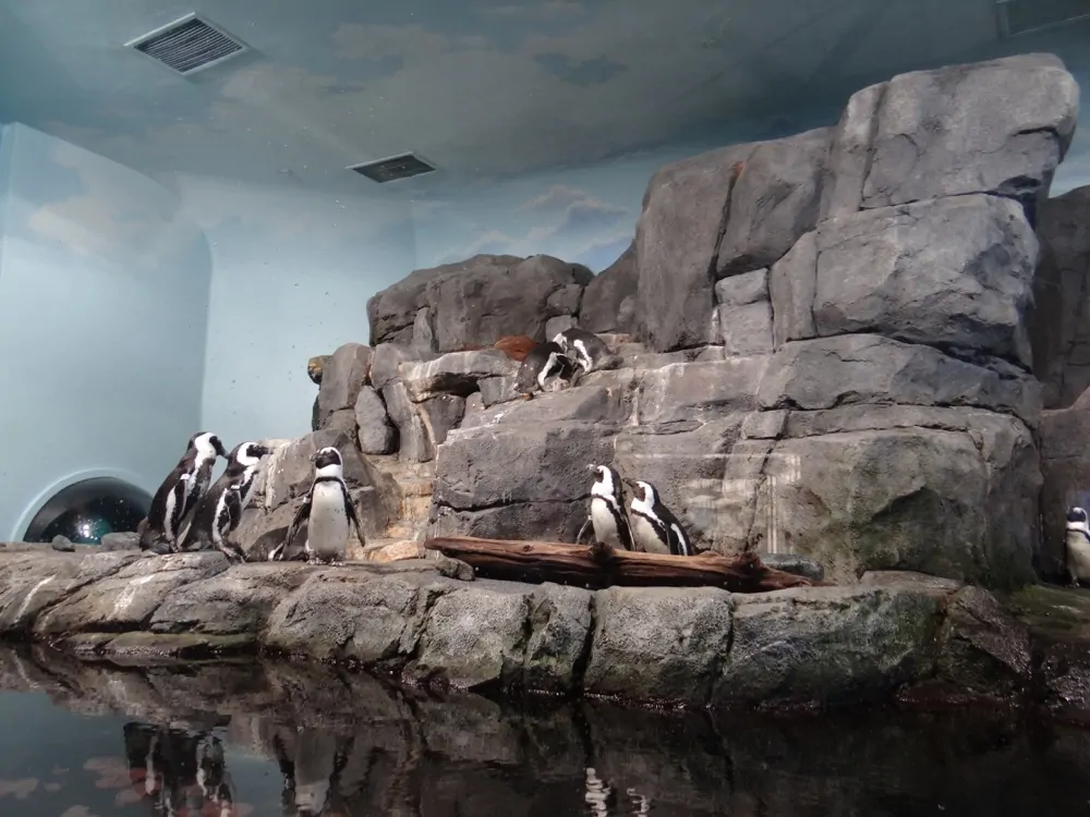 Monterey Bay Aquarium Penguins