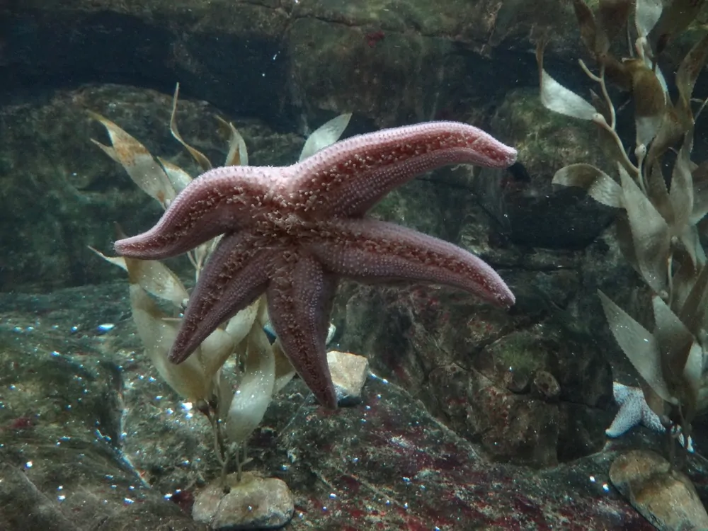 Monterey Bay Aquarium Starfish