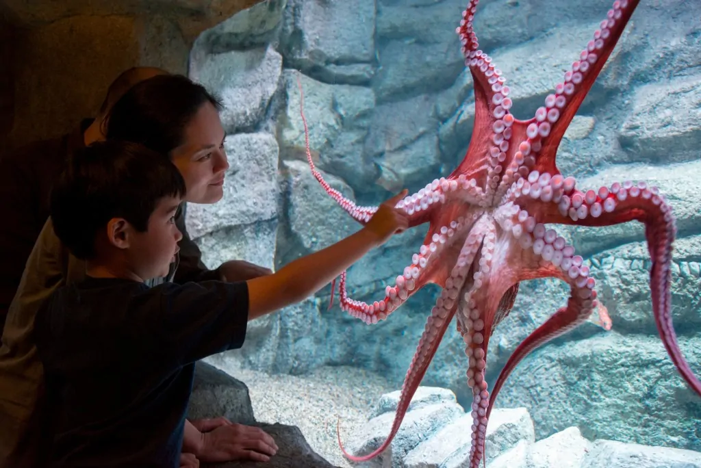 Tentacles Exhibit at the Monterey Bay Aquarium