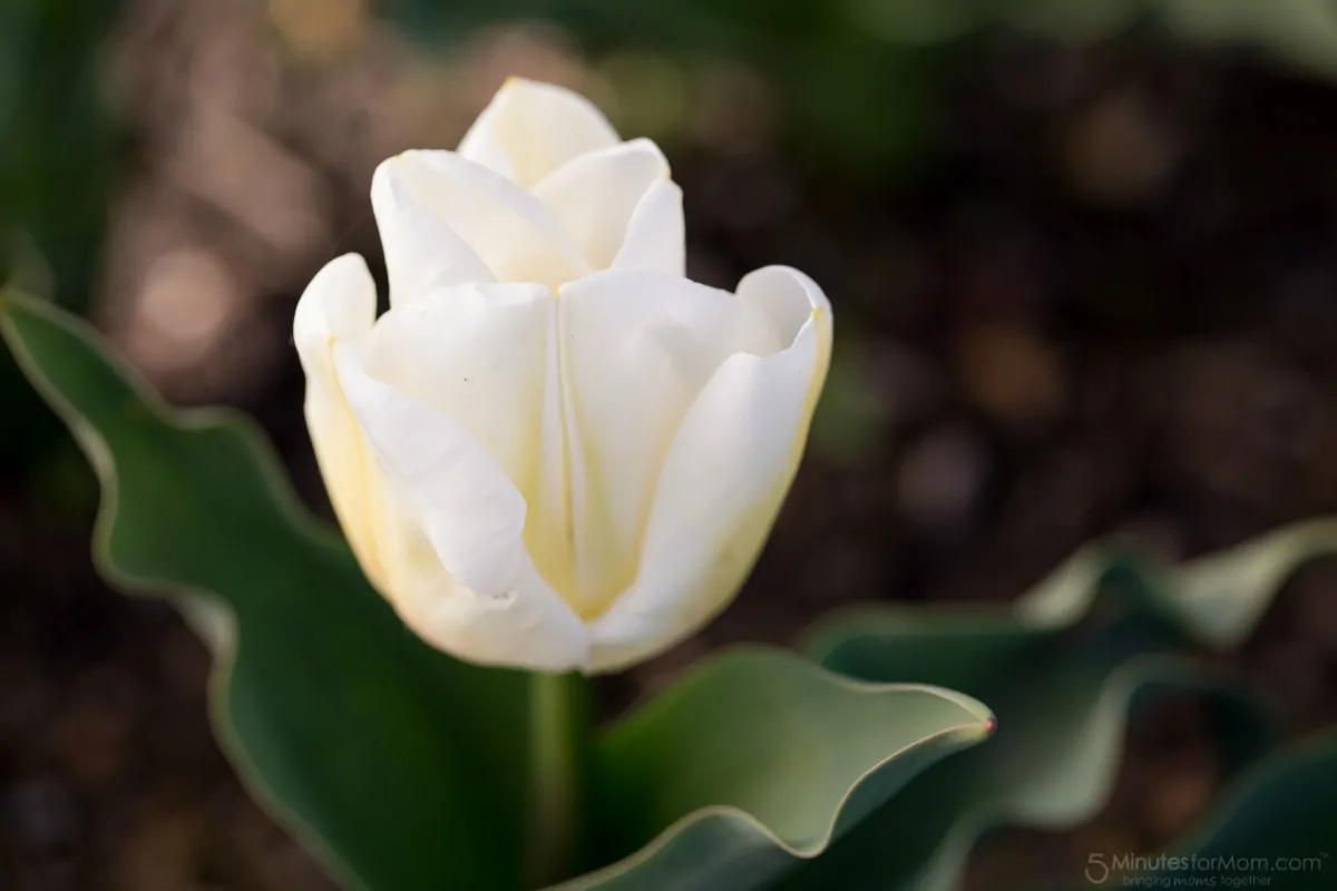 Spring Flower