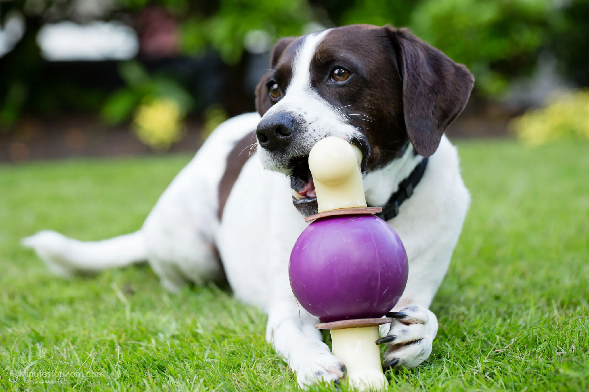 AJ Chewing a Bone