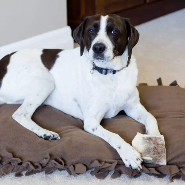 How To Make a Dog Bed