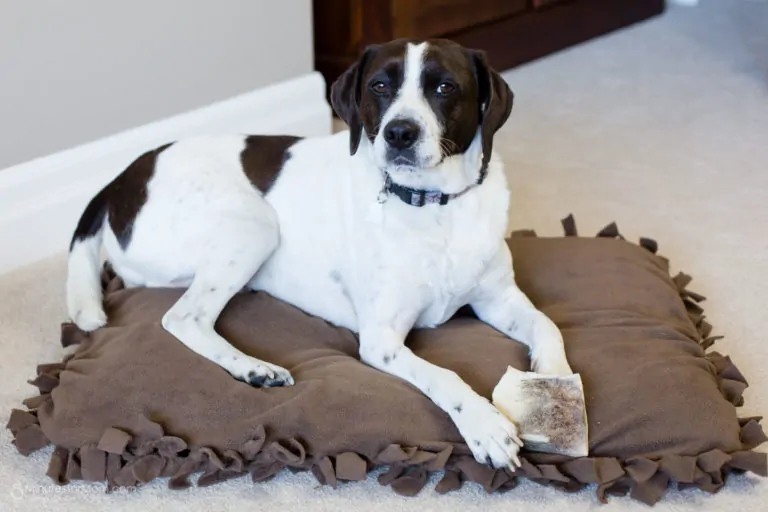 DIY dog beds tutorial