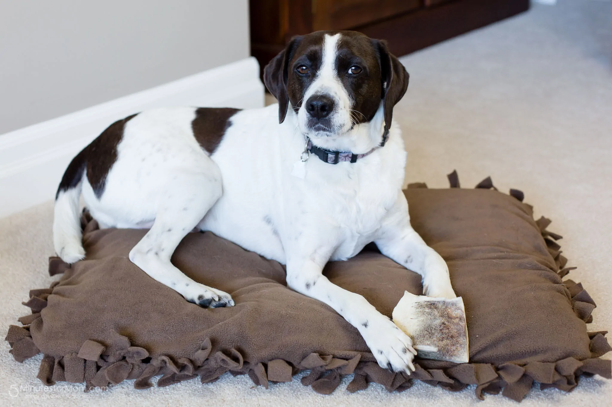 DIY dog bed tutorial