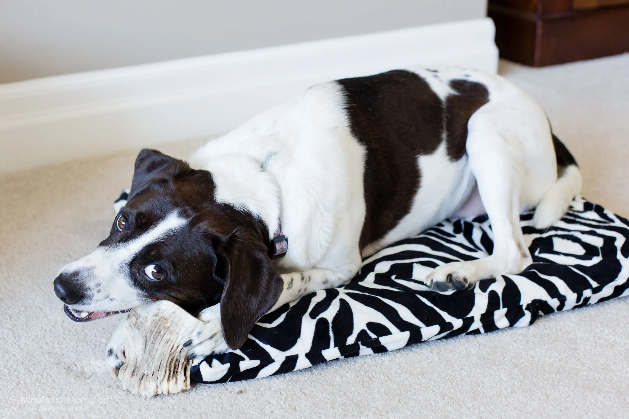 How to make a dog bed