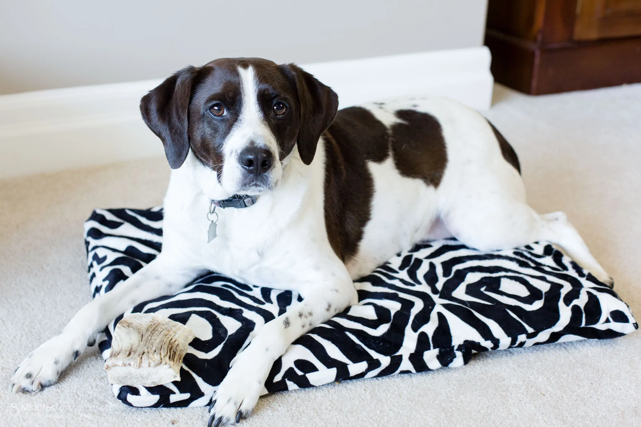 Pillowcase DIY dog bed