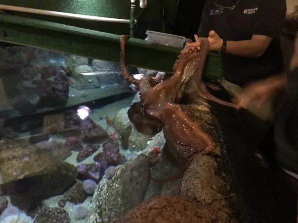 Monterey Bay Aquarium - Octopus in Tank - #FindingDory