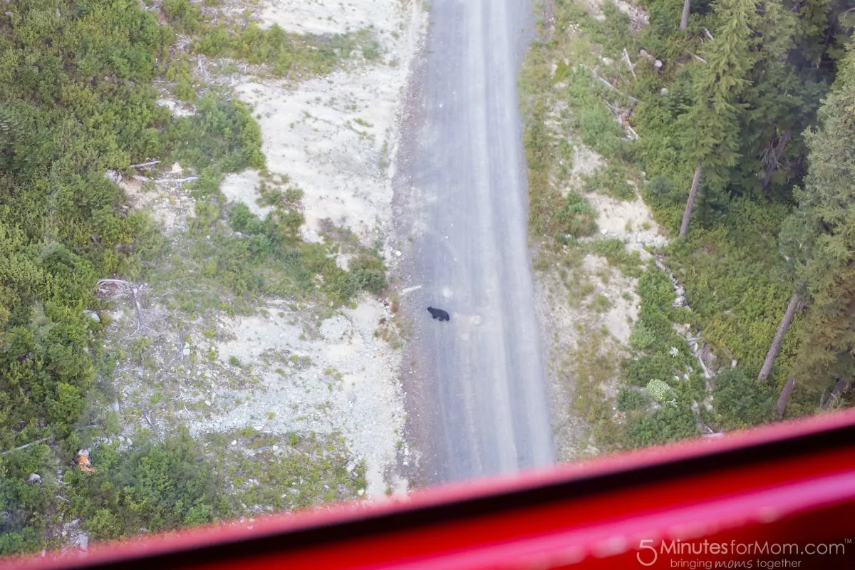 Bear at Whistler Seen from Peak 2 Peak Gondola