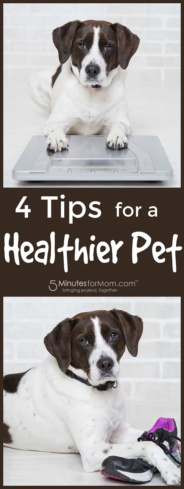 Tips for a Healthy Pet