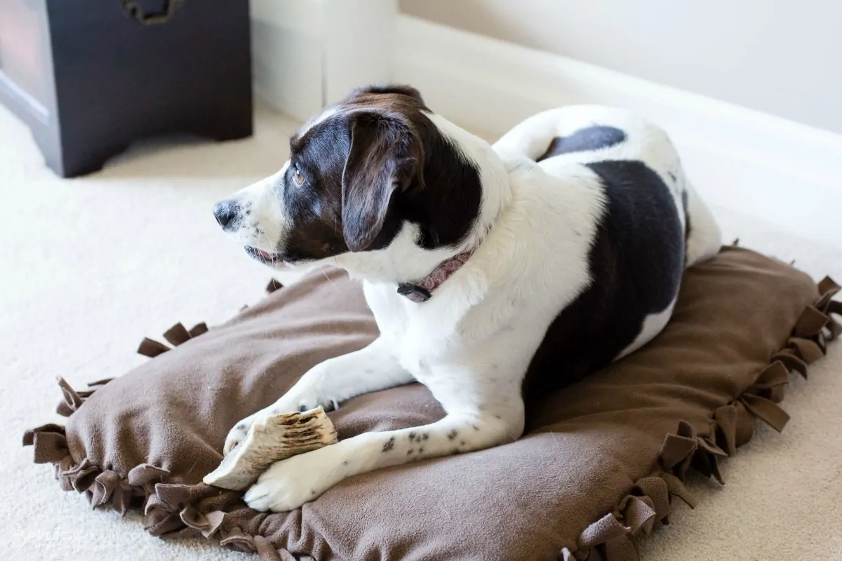 AJ on his Dog Bed