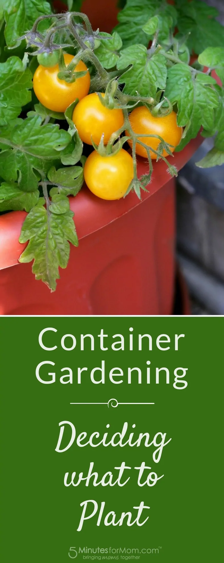 Container Gardening - Deciding What To Plant