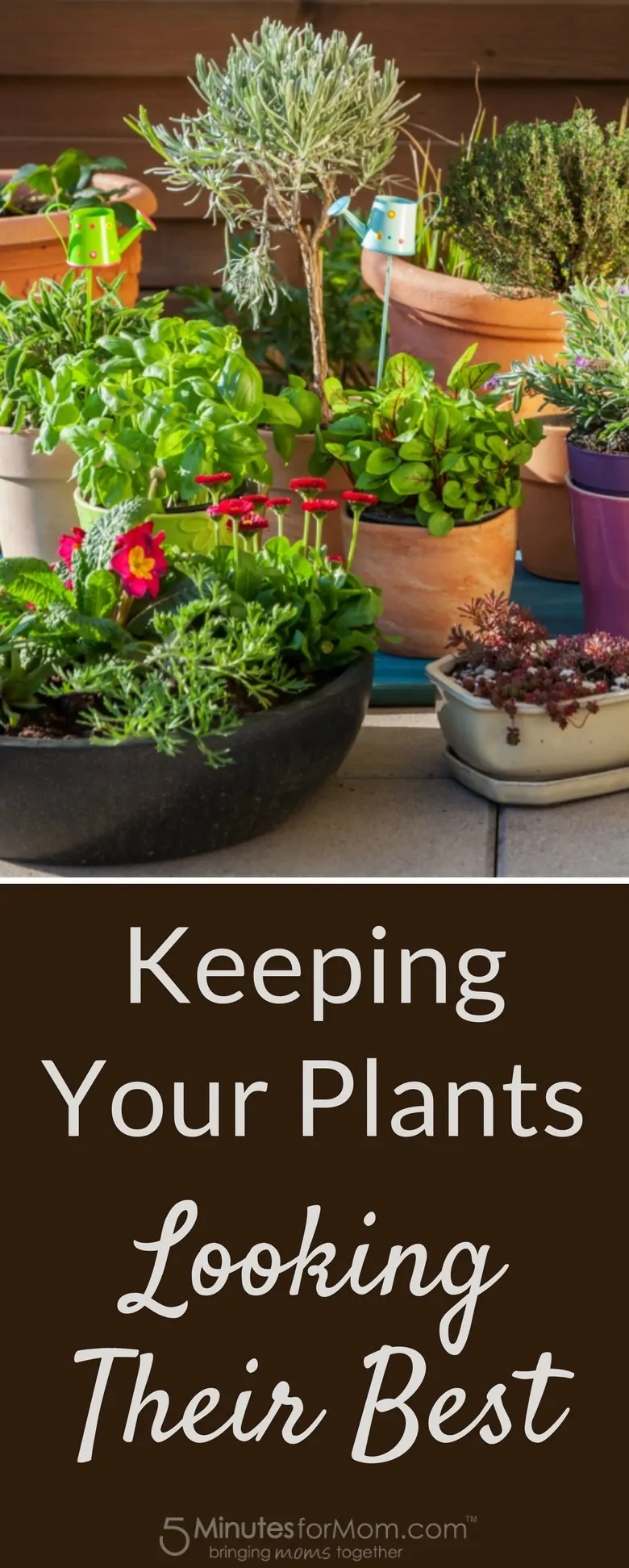 Container Gardening - Keeping Your Plants Looking Their Best