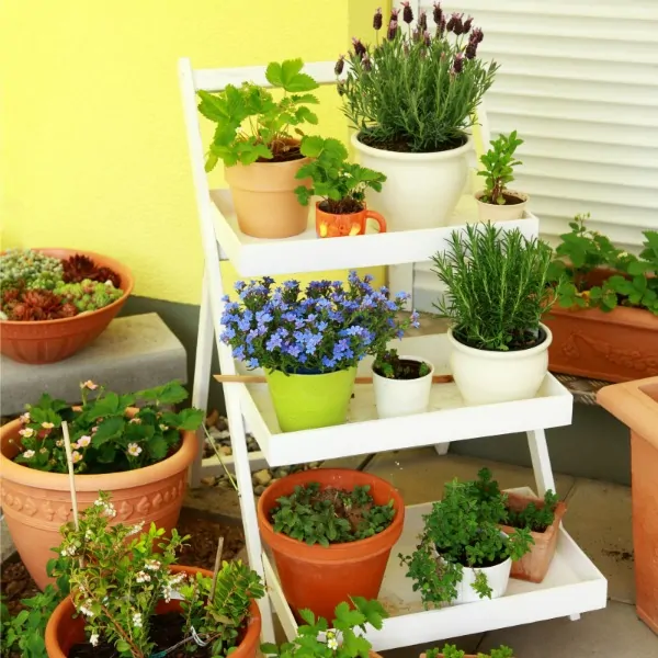 Container Gardening – Planning your Containers and Space