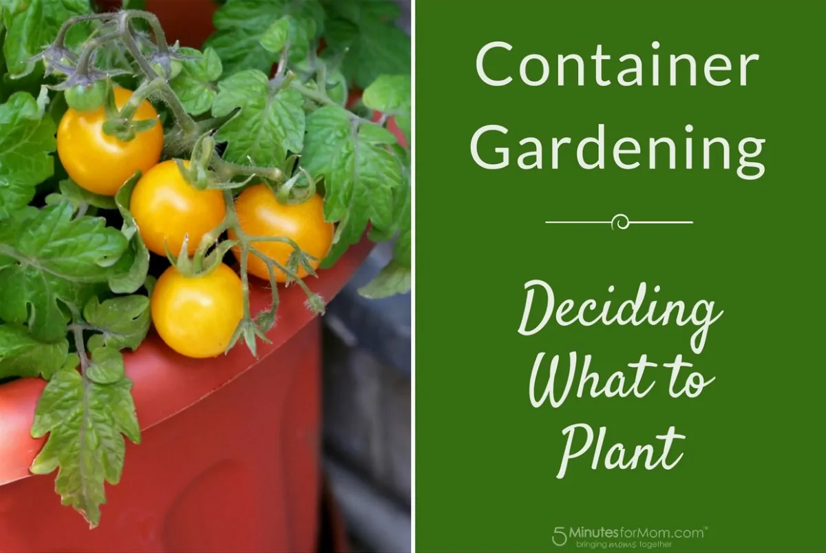 Container Gardening - Deciding What To Plant