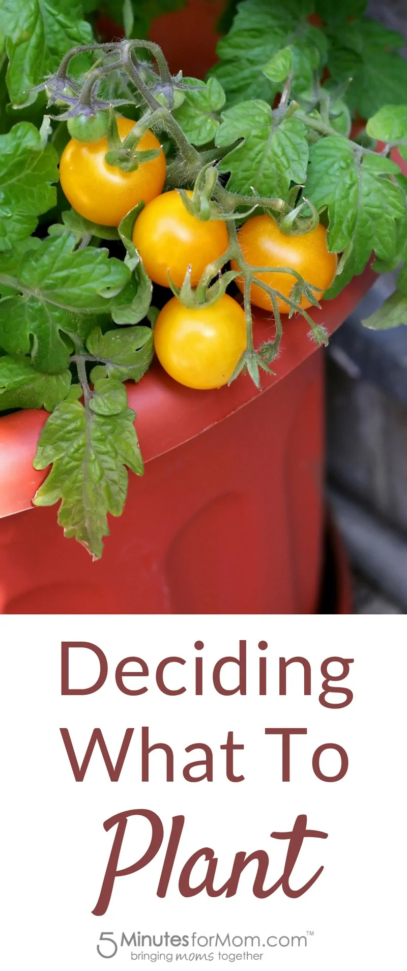 Deciding what to plant when container gardening