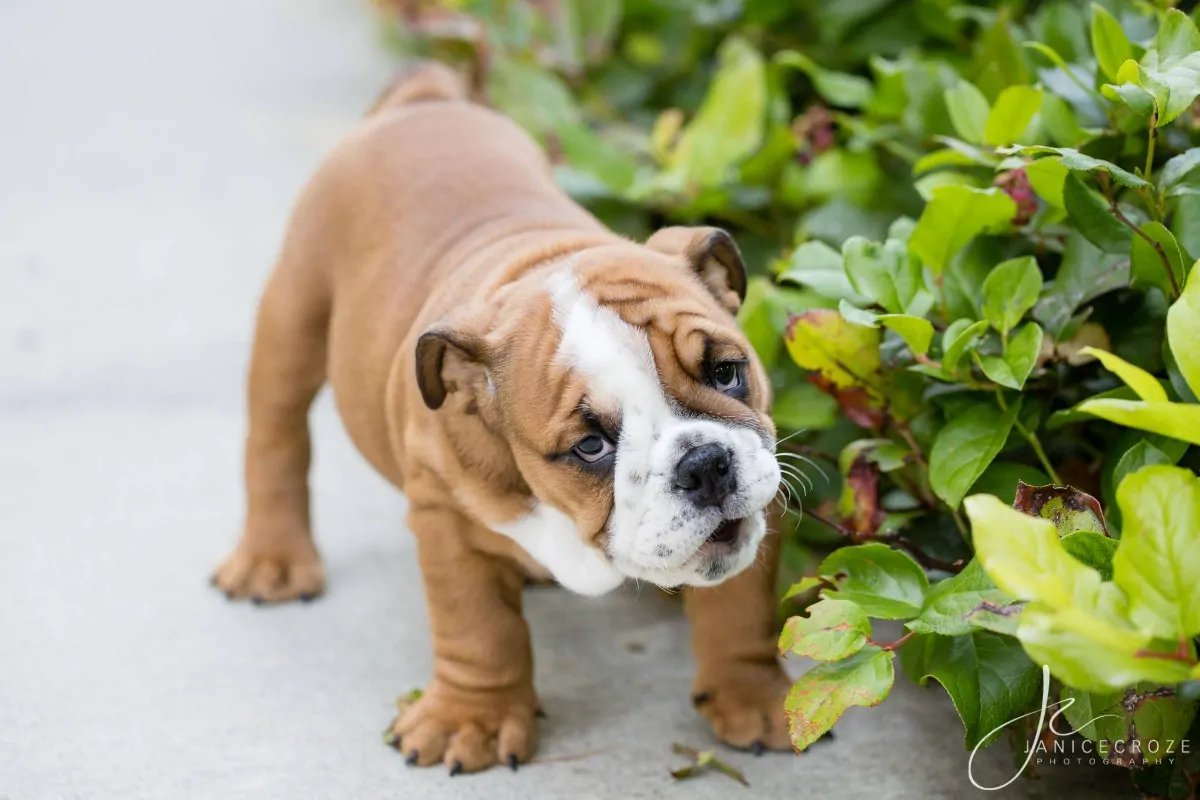 James the cute puppy bulldog