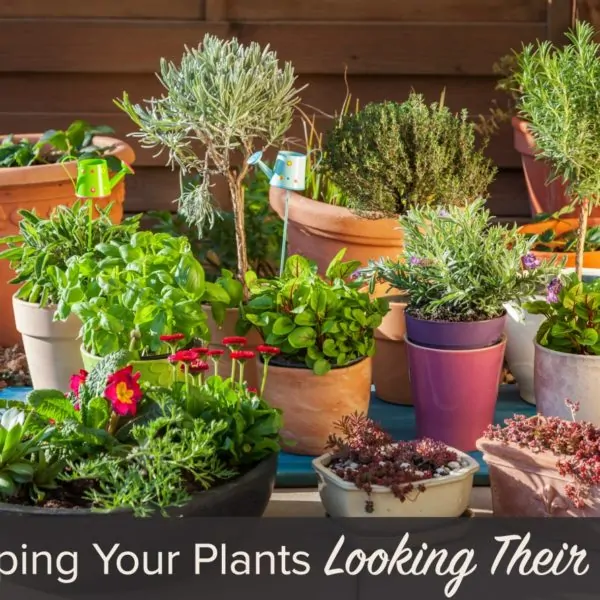 Container Gardening – Keeping Your Plants Looking Their Best