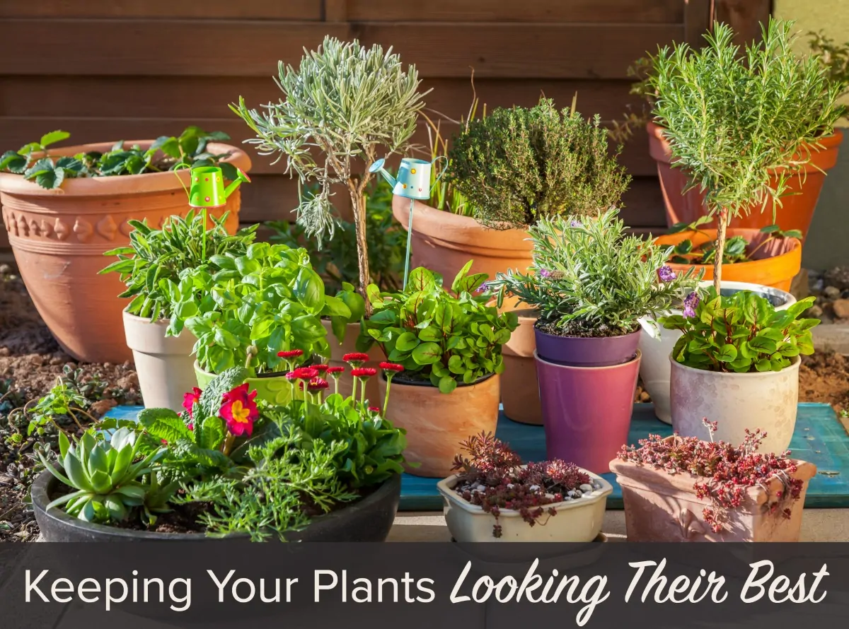 Container Gardening - Keeping Your Plants Looking Their Best