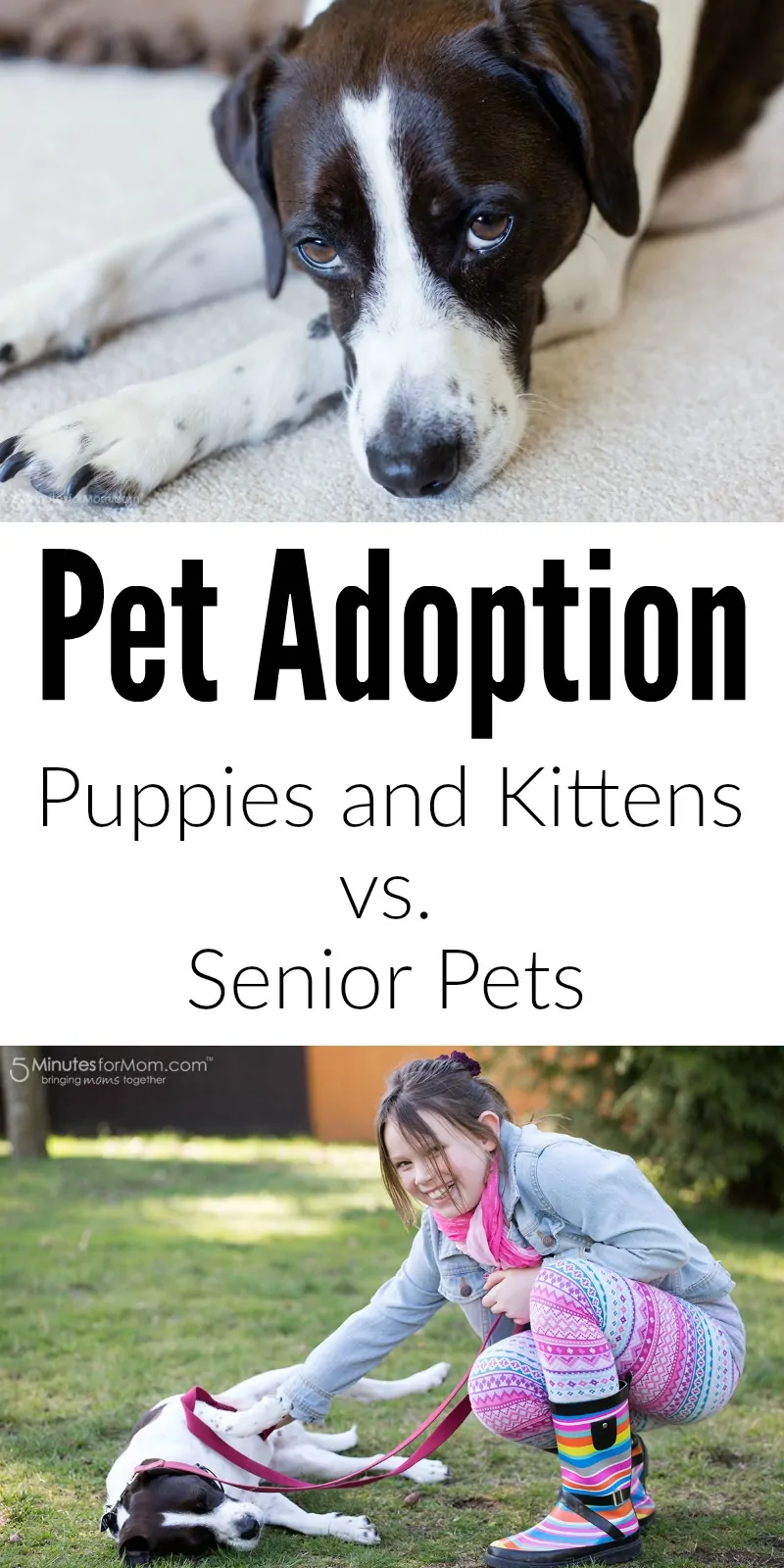 Pet Adoption - Puppies and Kittens vs. Senior Pets