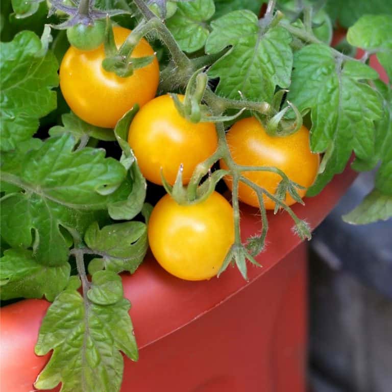 Container Gardening - Deciding What To Plant