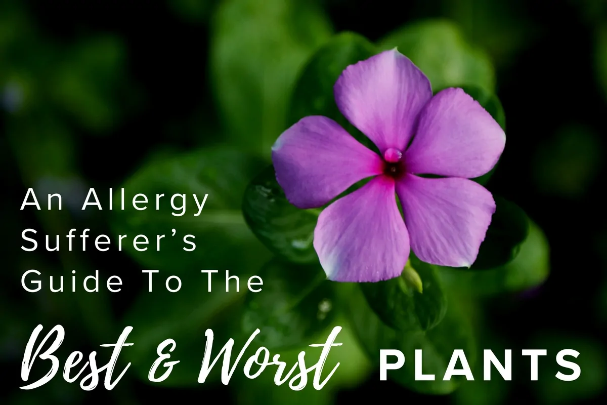 An Allergy Sufferer’s Guide to the Best and Worst Plants