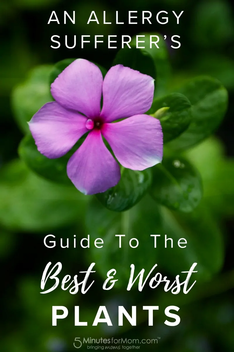 An Allergy Sufferer’s Guide to the Best and Worst Plants