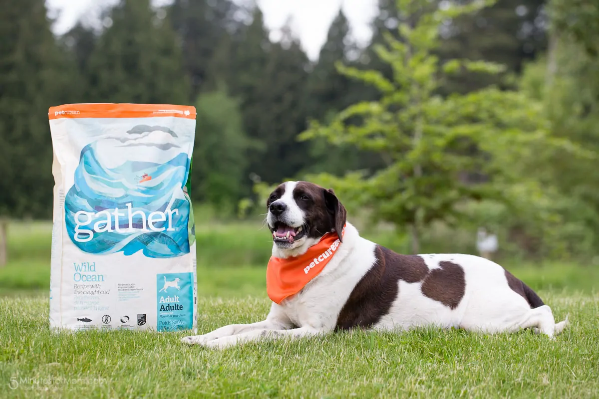 Gather Organic Pet Food