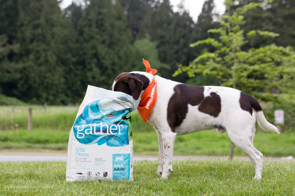 Gather Organic Pet Food