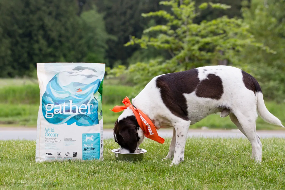 Gather Organic Pet Food