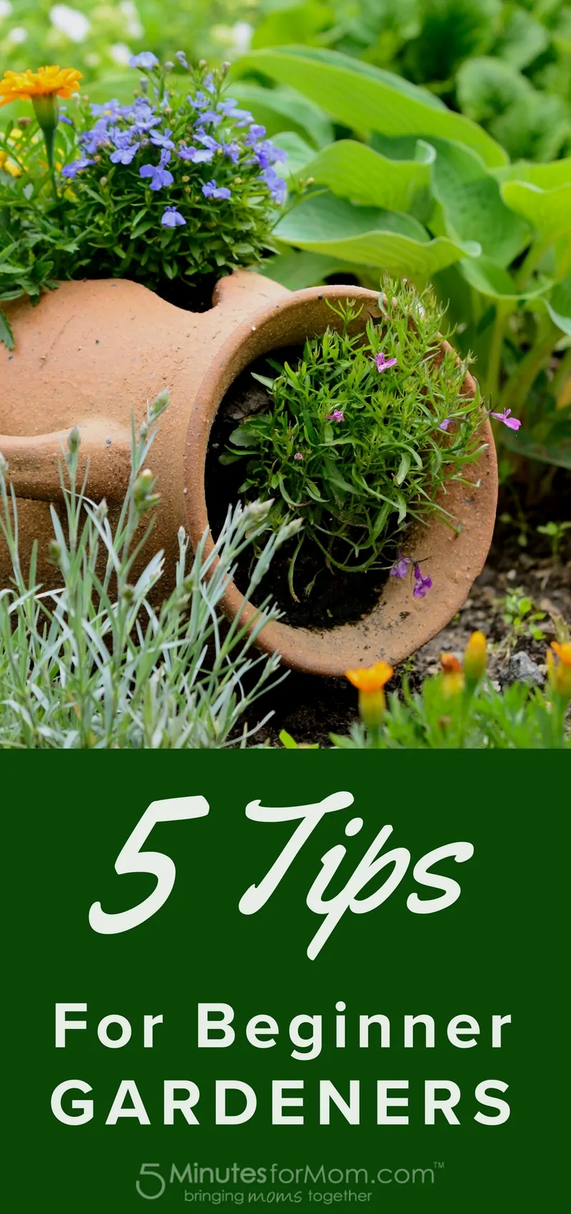 5 Tips for Beginner Gardeners