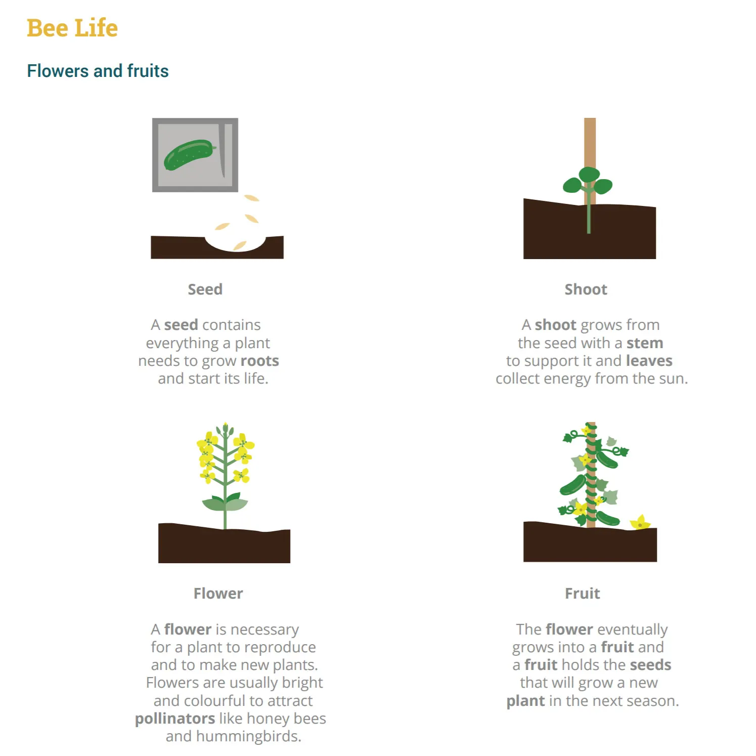 Bees Matter - Bee Life toolkits