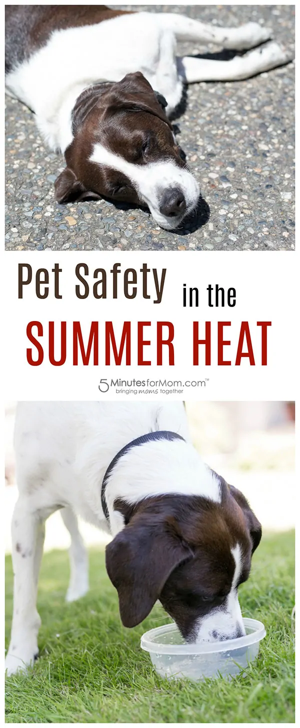 Pet Safety in Summer Heat