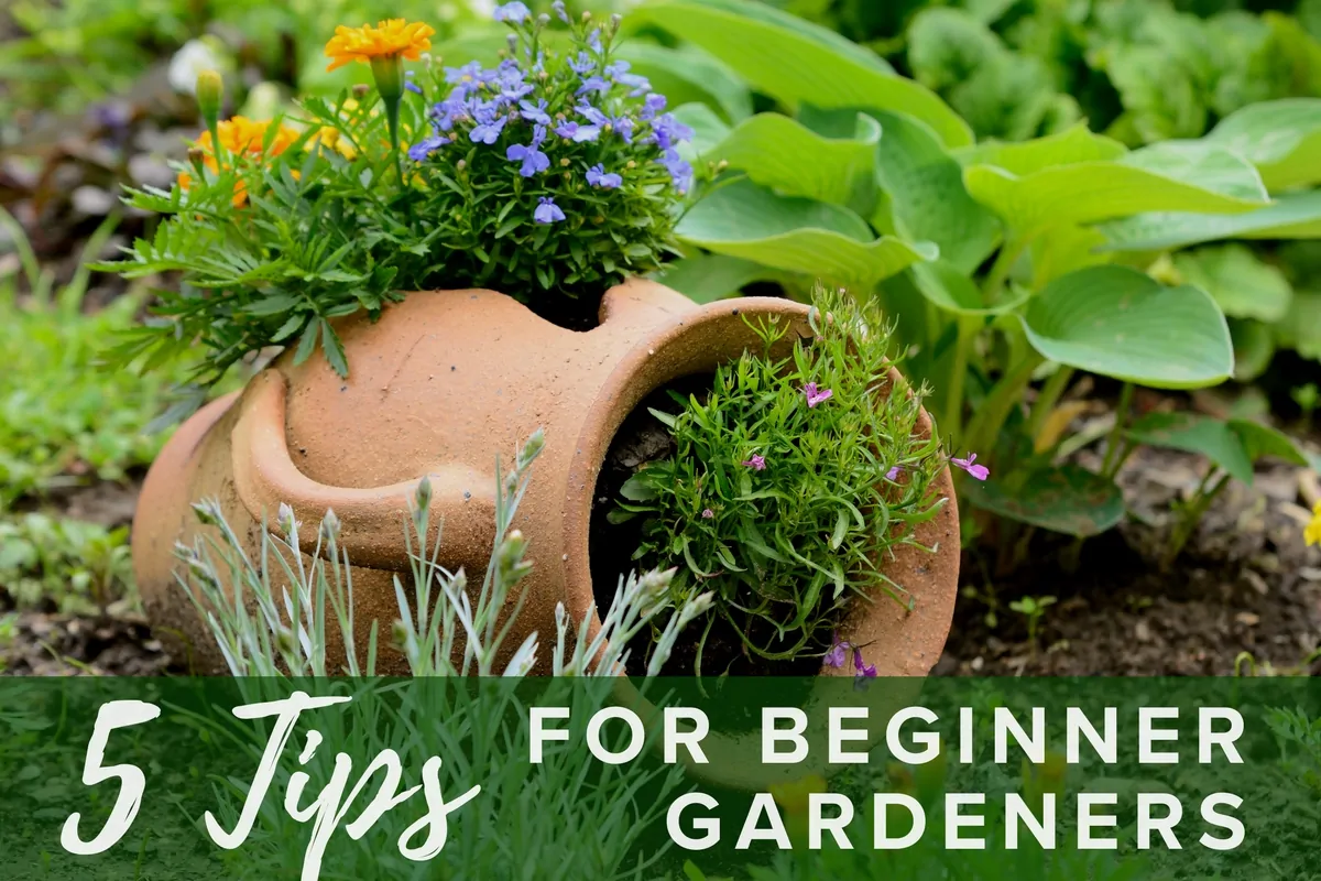 Tips for Beginner Gardeners