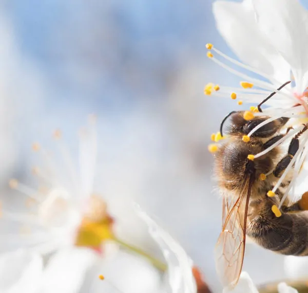 Learn More about Honey Bees