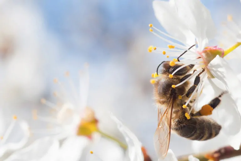 Free Educational Toolkits to Learn More about Honey Bees
