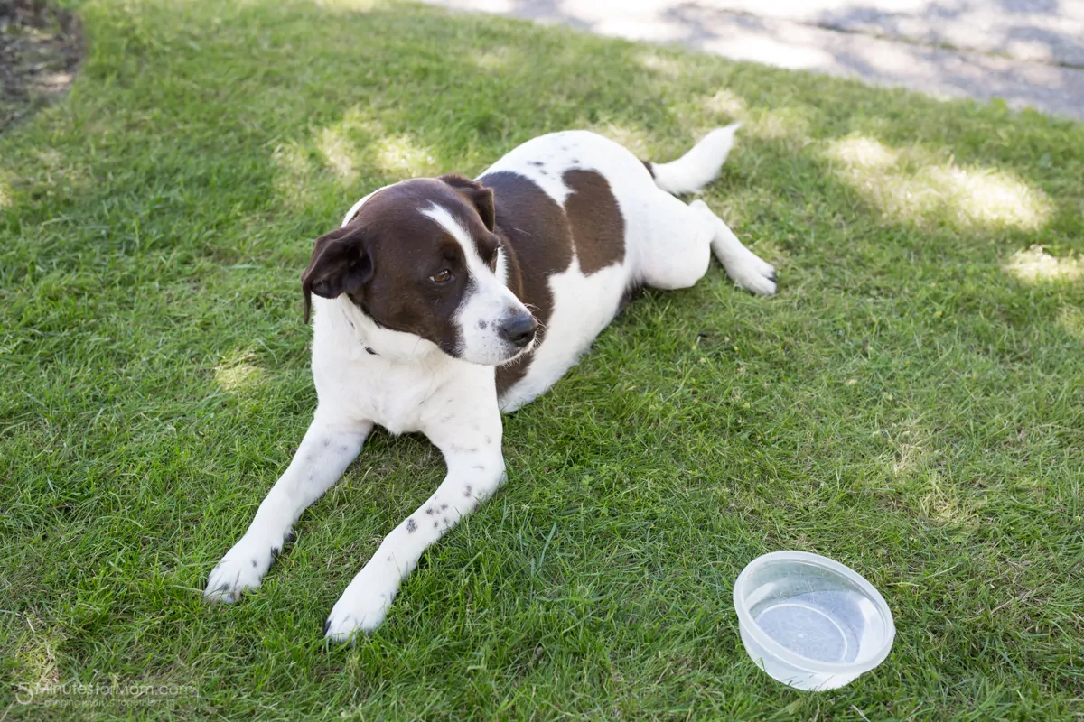 pet health in summer