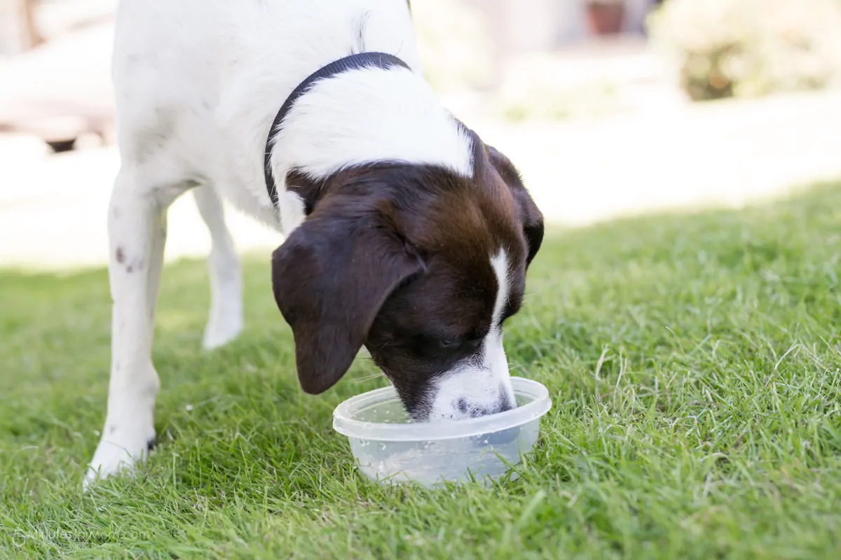 pet health in summer