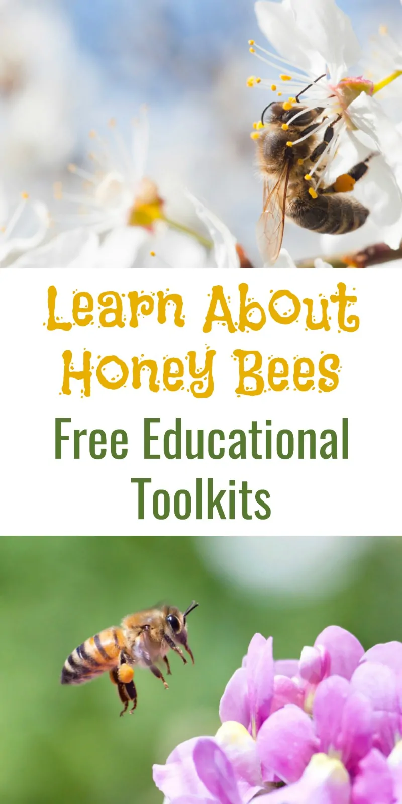 Learn About Honey Bees