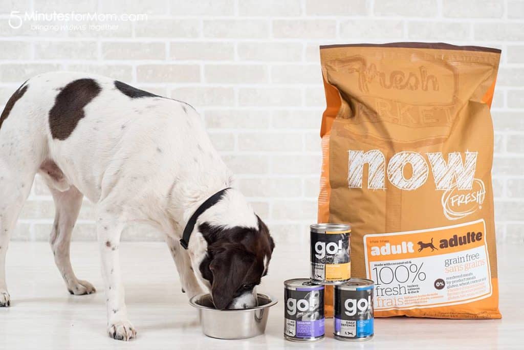 What is the Best Protein for Your Pet?