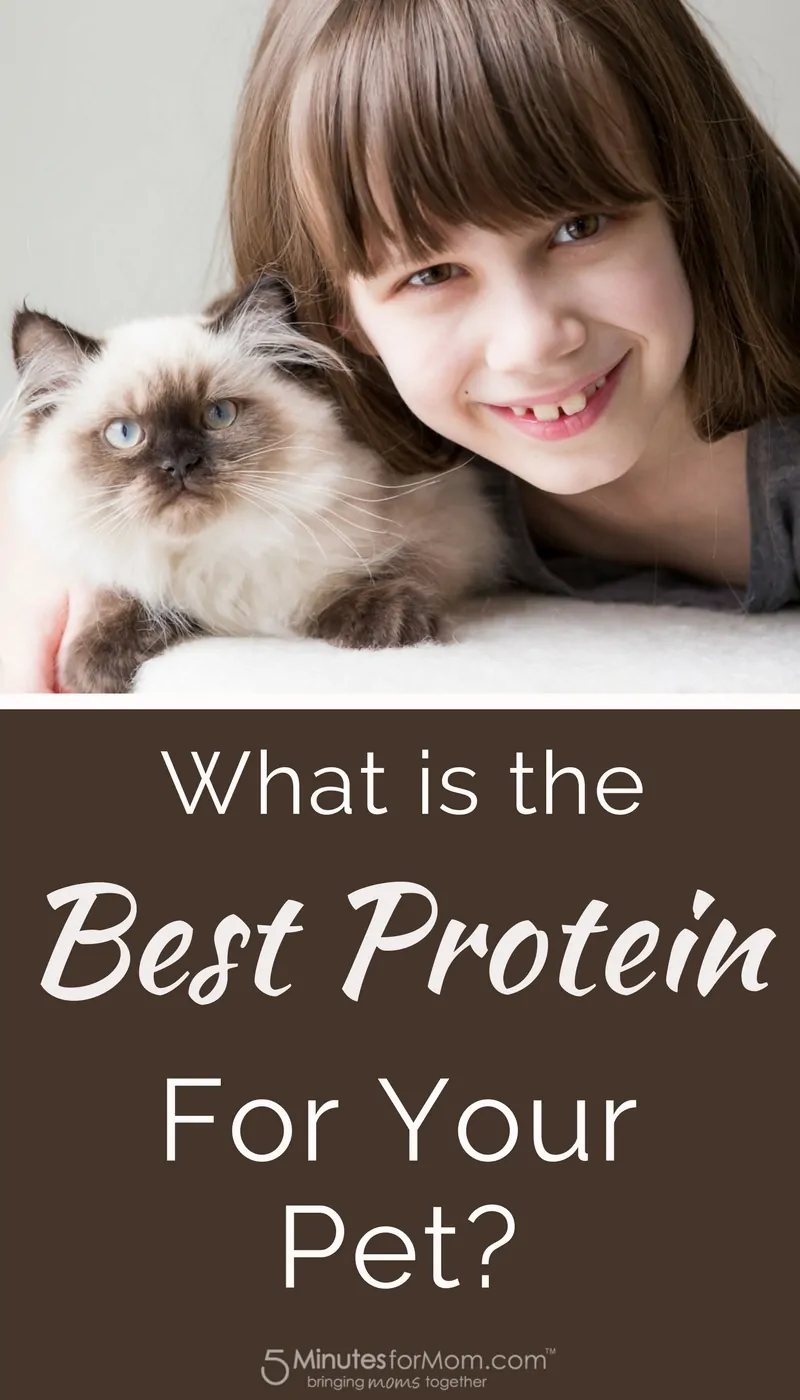 What is the best protein for your pet