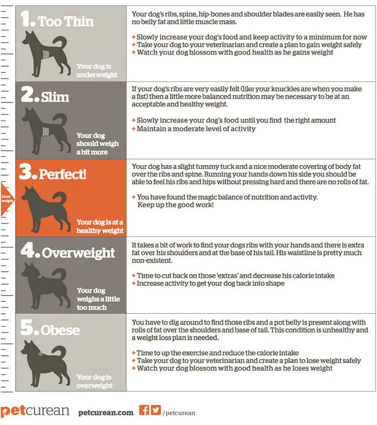 Body Score Chart for Dogs