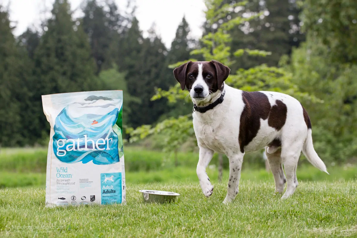 Gather Petcurean Pet Food