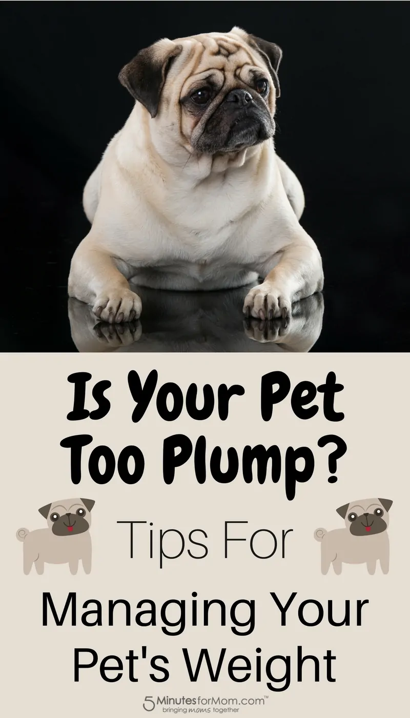 Is Your Pet Too Plump - Tips For Managing Your Pet's Weight