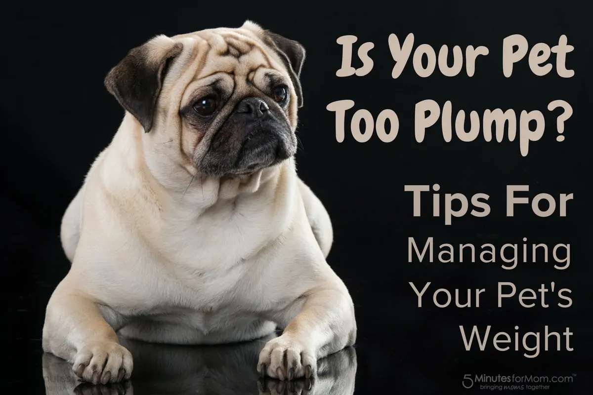 Is Your Pet Too Plump - Tips For Managing Your Pet's Weight