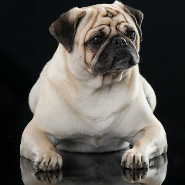 Is Your Pet Too Plump? Tips For Managing Your Pet’s Weight